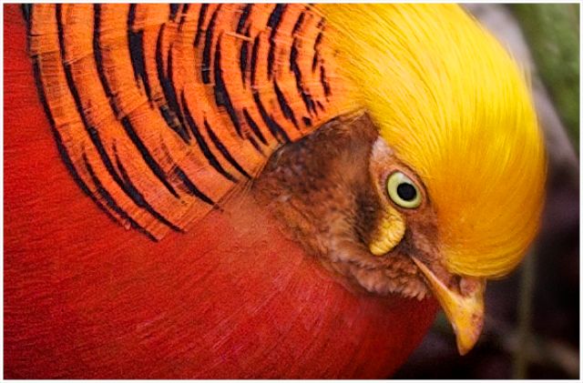 colourful pheasant